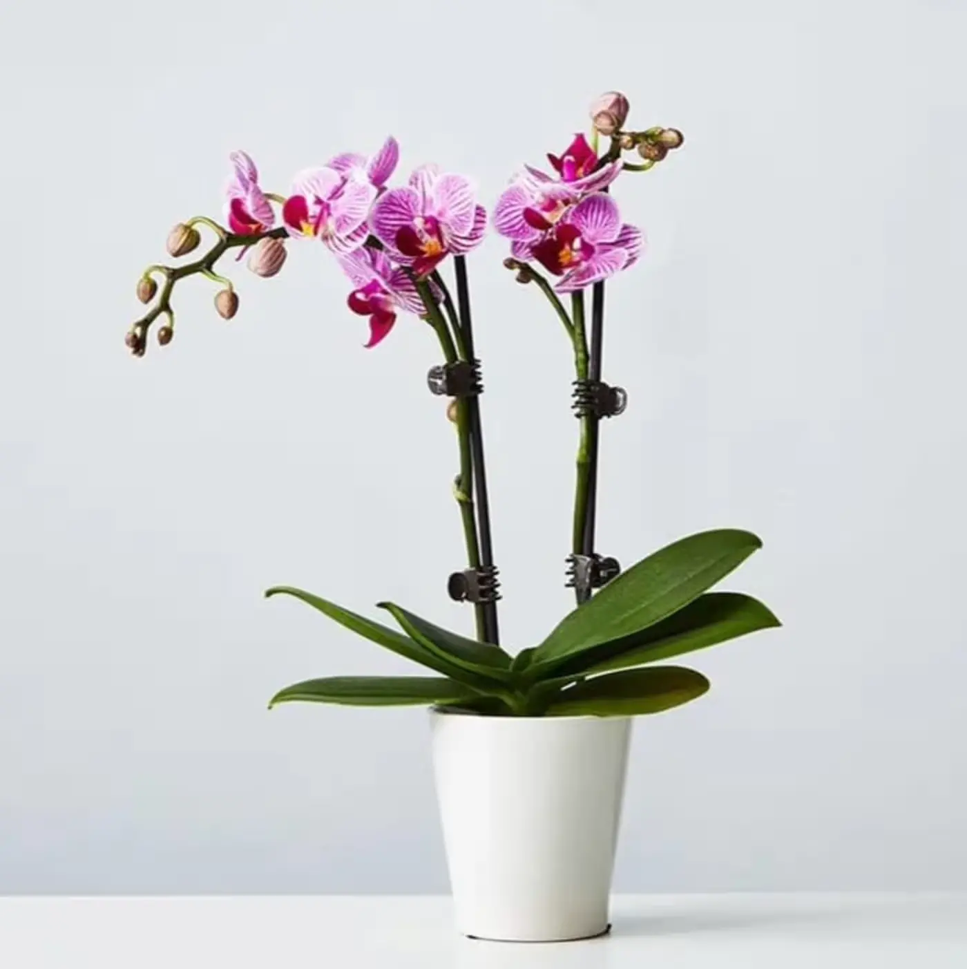 orchid 様 專用 Pink Phalaenopsis Double-Stem
